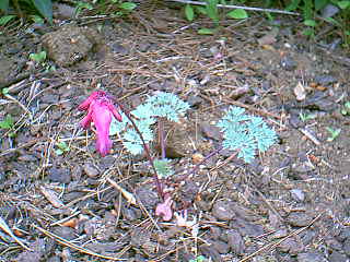 Dicentra peregrina
